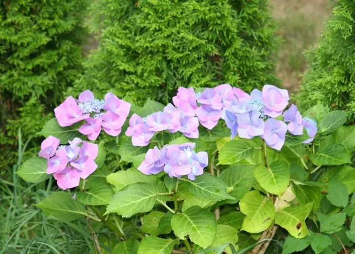 Vakantiehuis Reetdachhaus Isemann